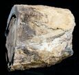 Blue Forest Petrified Wood Limb Section - lb #3285-3